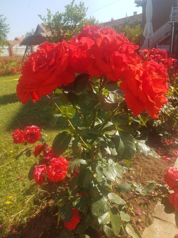 Guest House Rose Smederevska Palanka Esterno foto